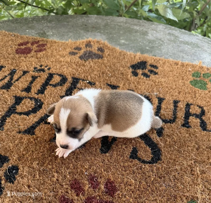 Finley – Jack Russell Terrier puppy for sale in Nashville, NC