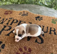 Finley, a male Jack Russell Terrier for sale in Nashville, NC – 1 of 1