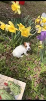 Patty, a female Jack Russell Terrier for sale in Nashville, NC – Photo 3 of 3