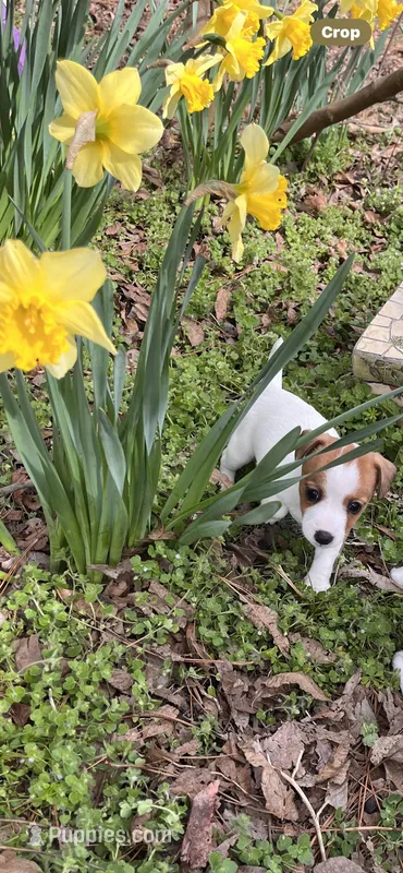 Patty, a female Jack Russell Terrier for sale in Nashville, NC – Photo 1 of 3