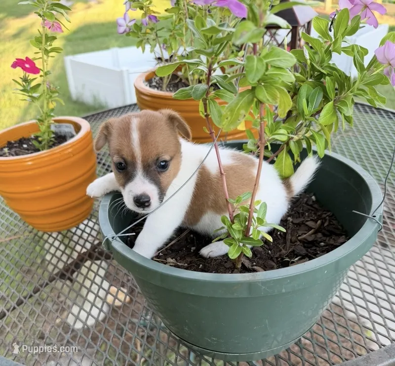 Finley – Jack Russell Terrier puppy for sale in Nashville, NC