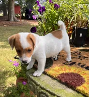 Kyle, a male Jack Russell Terrier for sale in Nashville, NC – Photo 2 of 5