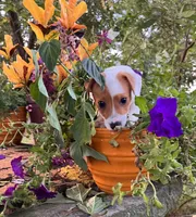 Kyle, a male Jack Russell Terrier for sale in Nashville, NC – Photo 4 of 5