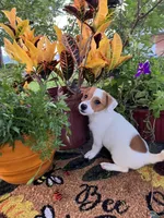 Kyle, a male Jack Russell Terrier for sale in Nashville, NC – Photo 5 of 5