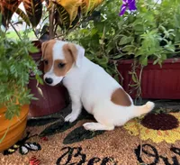 Kyle, a male Jack Russell Terrier for sale in Nashville, NC – Photo 1 of 5