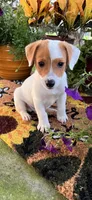 Kyle, a male Jack Russell Terrier for sale in Nashville, NC – Photo 3 of 5