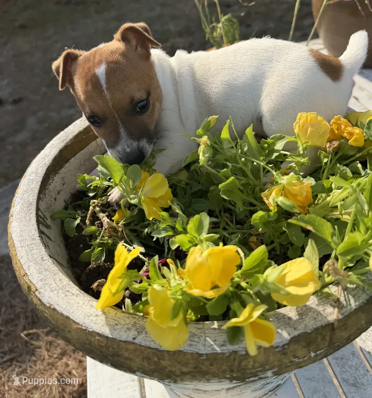 Lester – Jack Russell Terrier puppy for sale in Nashville, NC