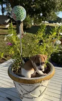 Marsh, a male Jack Russell Terrier for sale in Nashville, NC – 3 of 3
