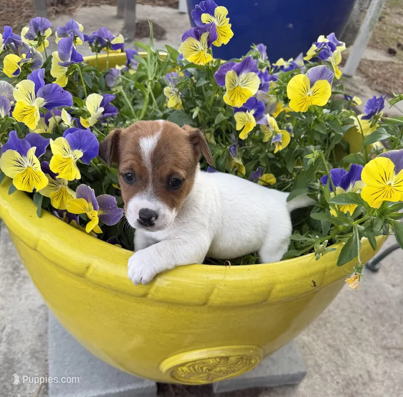 Lester, a male Jack Russell Terrier for sale in Nashville, NC – Photo 1 of 1