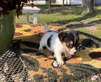Weston, a male Jack Russell Terrier for sale in Nashville, NC – Photo 2 of 3