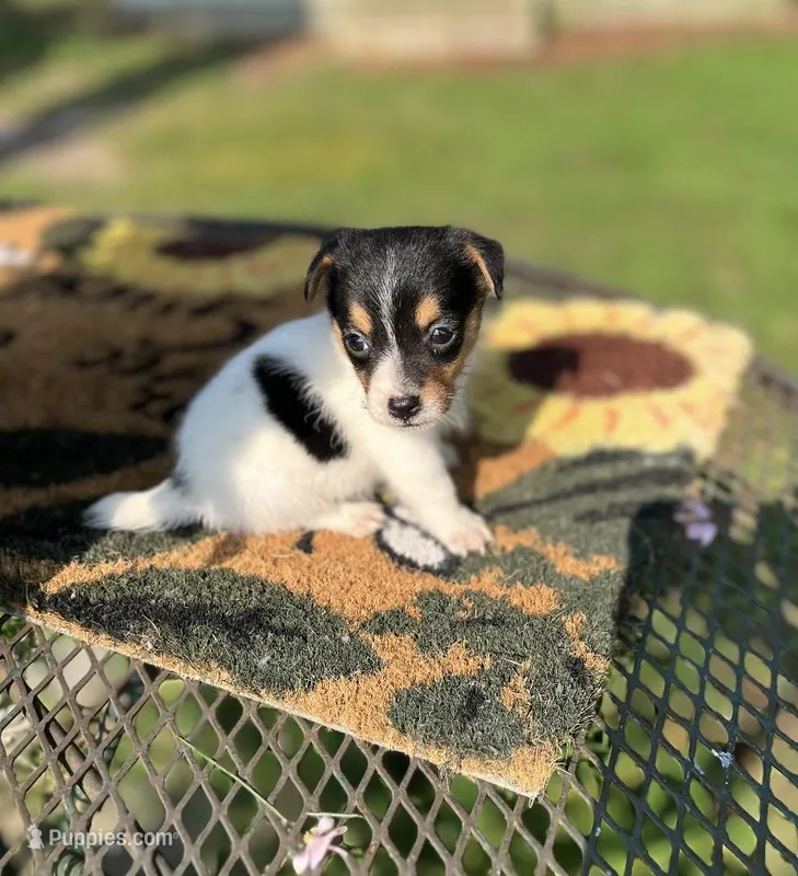 Weston, a male Jack Russell Terrier for sale in Nashville, NC – Photo 1 of 3