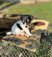 Weston, a male Jack Russell Terrier for sale in Nashville, NC – Photo 1 of 3
