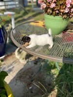 Weston, a male Jack Russell Terrier for sale in Nashville, NC – Photo 3 of 3