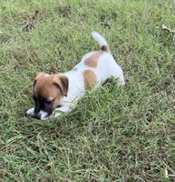 Winston, a male Jack Russell Terrier for sale in Nashville, NC – 2 of 3