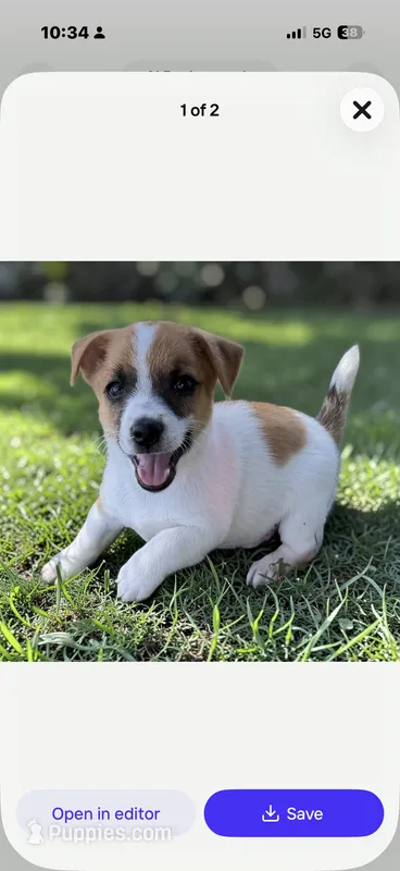 Fred – Jack Russell Terrier puppy for sale in Nashville, NC