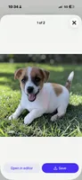 Fred, a male Jack Russell Terrier for sale in Nashville, NC – 1 of 3