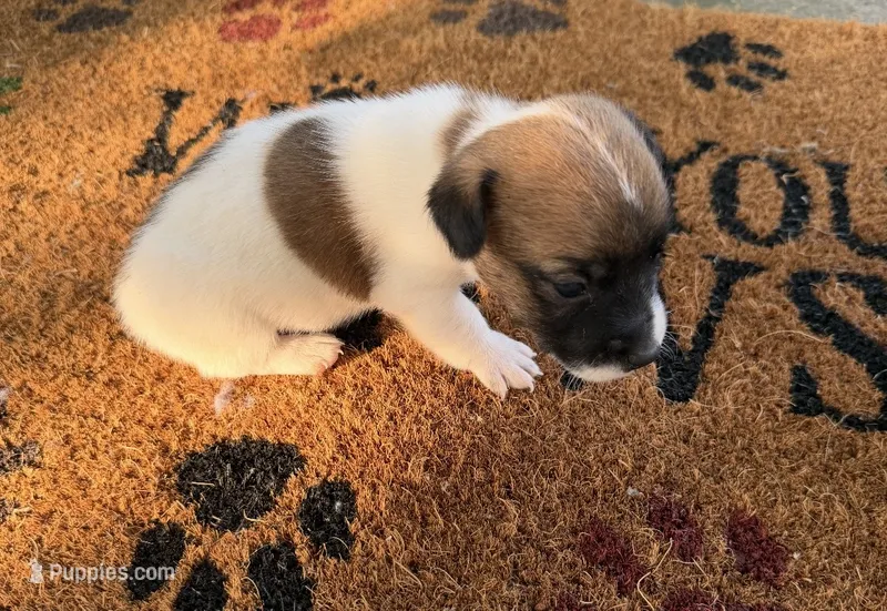 Freddy – Jack Russell Terrier puppy for sale in Nashville, NC