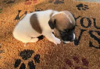 Freddy, a male Jack Russell Terrier for sale in Nashville, NC – 1 of 1