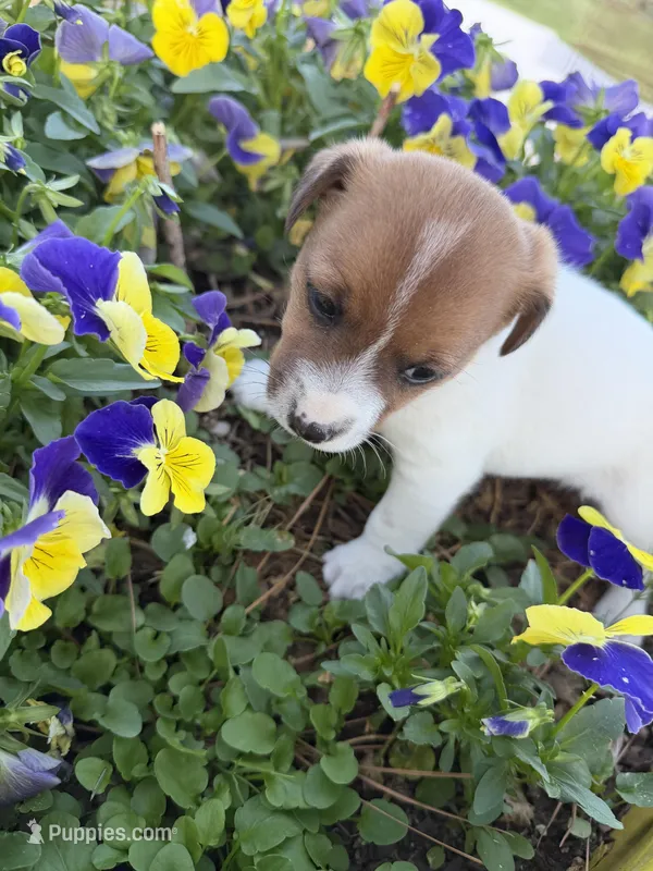 Falcon – Jack Russell Terrier puppy for sale in Nashville, NC