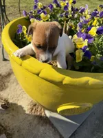 Falcon, a male Jack Russell Terrier for sale in Nashville, NC – Photo 3 of 3