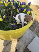 Falcon, a male Jack Russell Terrier for sale in Nashville, NC – Photo 2 of 3