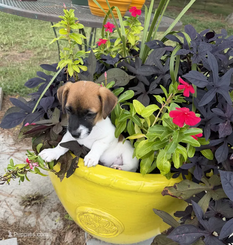 Winston – Jack Russell Terrier puppy for sale in Nashville, NC