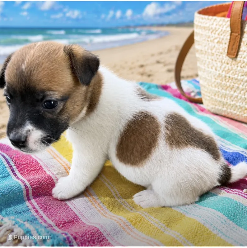Freddy – Jack Russell Terrier puppy for sale in Nashville, NC