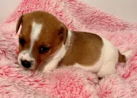 Ava, a female Jack Russell Terrier for sale in Nashville, NC – Photo 3 of 3