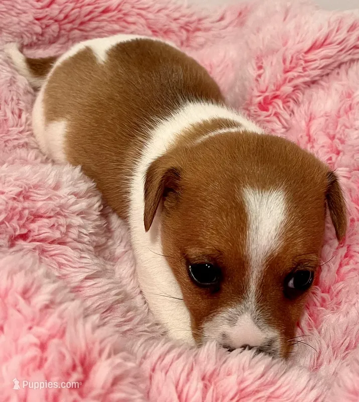 Ava, a female Jack Russell Terrier for sale in Nashville, NC – Photo 1 of 3