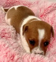 Ava, a female Jack Russell Terrier for sale in Nashville, NC – Photo 1 of 3