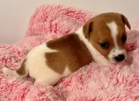 Ava, a female Jack Russell Terrier for sale in Nashville, NC – Photo 2 of 3