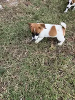 Bella, a female Jack Russell Terrier for sale in Nashville, NC – 3 of 3