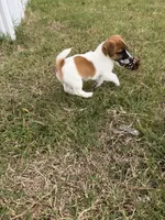 Bella, a female Jack Russell Terrier for sale in Nashville, NC – 2 of 3
