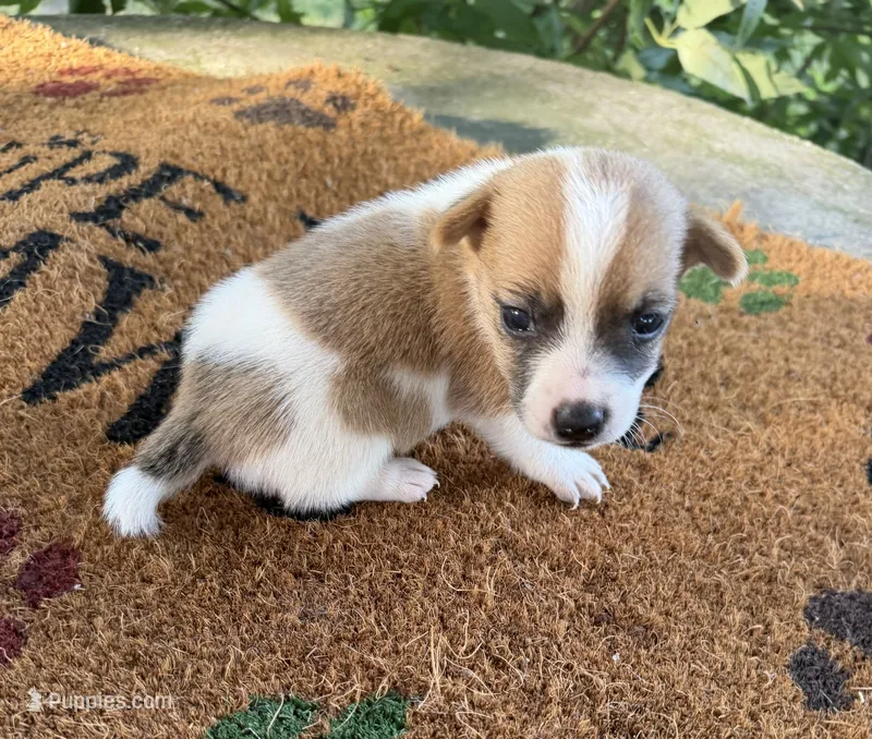 Fred – Jack Russell Terrier puppy for sale in Nashville, NC