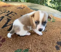 Fred, a male Jack Russell Terrier for sale in Nashville, NC – 1 of 1
