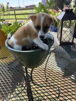 Fred, a male Jack Russell Terrier for sale in Nashville, NC – 2 of 3