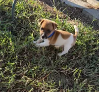 Reed, a male Jack Russell Terrier for sale in Nashville, NC – 2 of 3