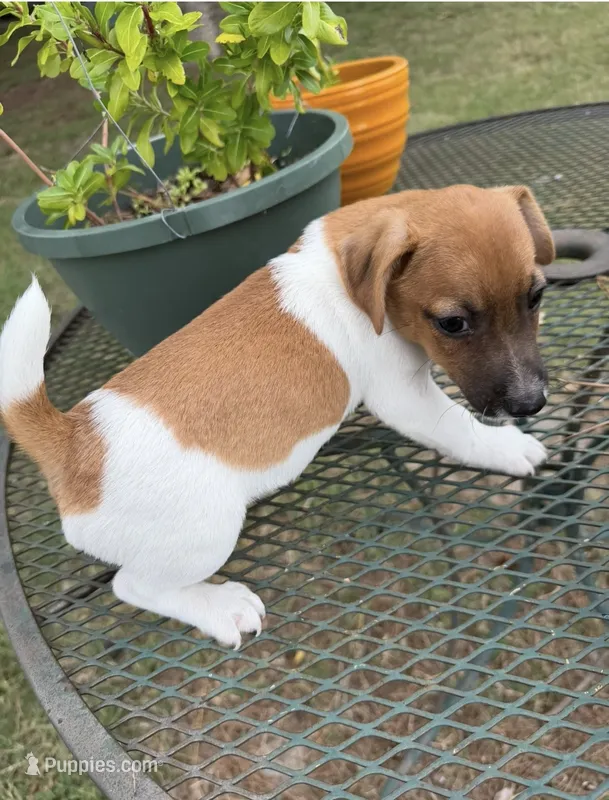 Reed – Jack Russell Terrier puppy for sale in Nashville, NC