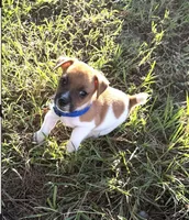 Reed, a male Jack Russell Terrier for sale in Nashville, NC – 3 of 3