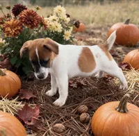 Marsha, a female Jack Russell Terrier for sale in Nashville, NC – 1 of 2
