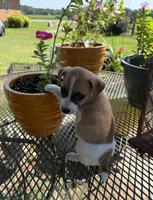 Marsh, a male Jack Russell Terrier for sale in Nashville, NC – 2 of 2