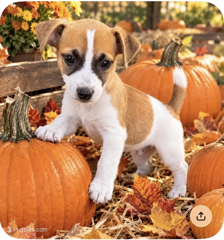 Marsh – Jack Russell Terrier puppy for sale in Nashville, NC