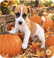 Marsh, a male Jack Russell Terrier for sale in Nashville, NC – 1 of 1
