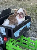 Teddy , a male Shih Tzu for sale in Bowling Green, KY – Photo 4 of 5