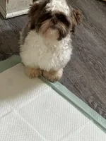 Teddy , a male Shih Tzu for sale in Bowling Green, KY – Photo 2 of 5