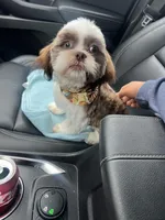 Teddy , a male Shih Tzu for sale in Bowling Green, KY – Photo 5 of 5