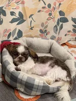 Teddy , a male Shih Tzu for sale in Bowling Green, KY – Photo 1 of 5