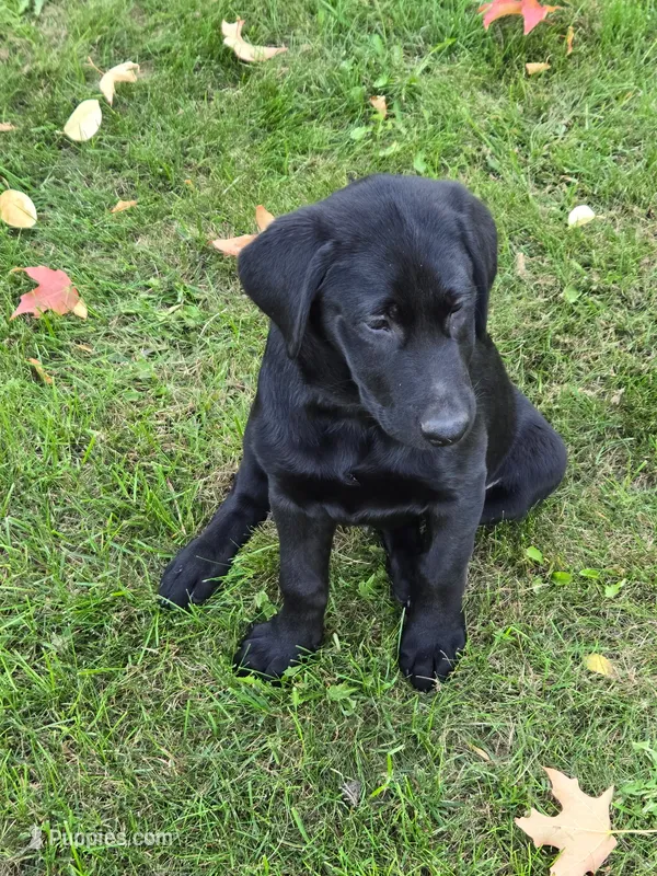 HAMILTON – Labradoodle, Labrador Retriever puppy for sale in Minneapolis, MN