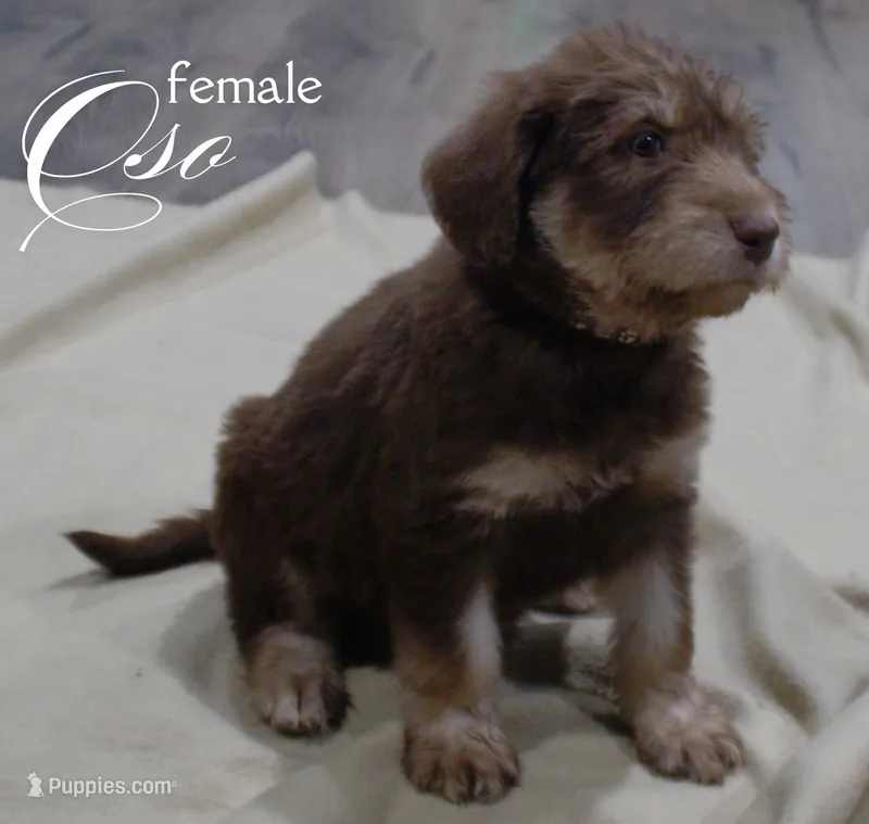 OSO – Labradoodle, Labrador Retriever puppy for sale in Minneapolis, MN