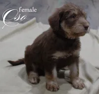 OSO, a female Labradoodle and Labrador Retriever for sale in Minneapolis, MN – 1 of 6
